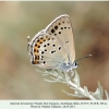 satyrium hyrcanicum khizi female7